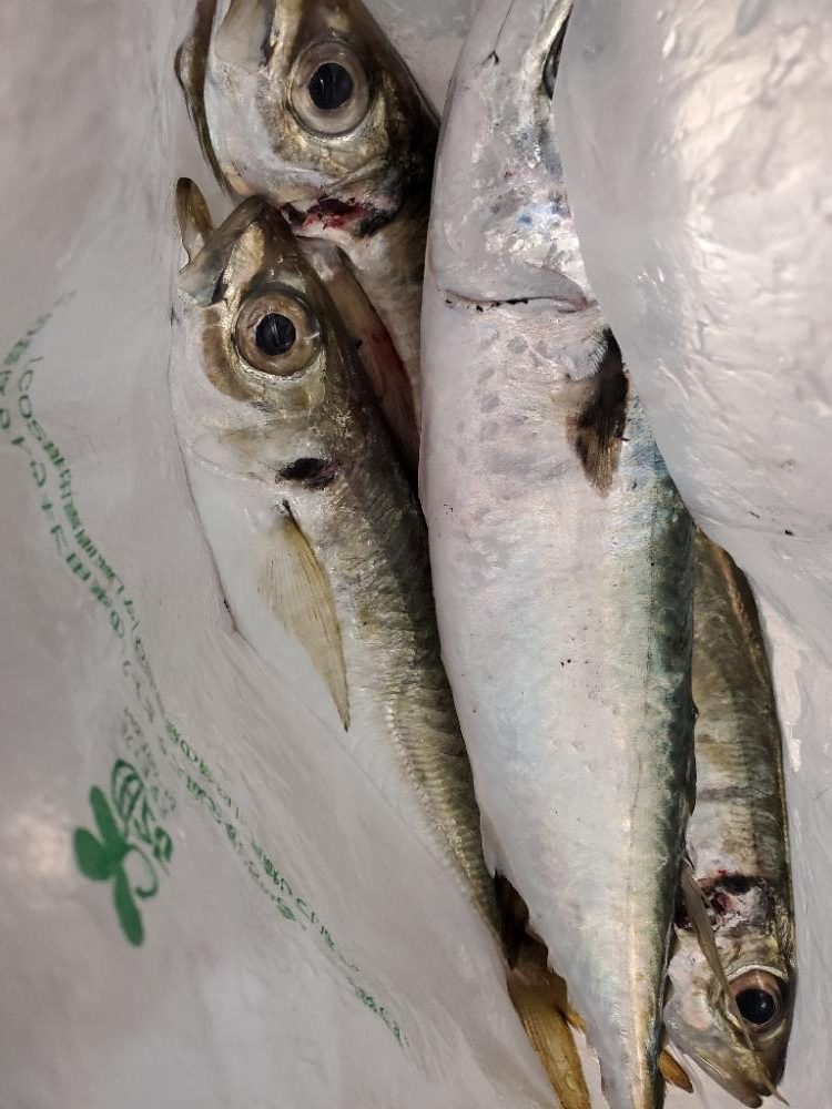 アジング、エギングです。