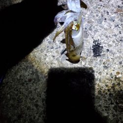 ナイトエギング