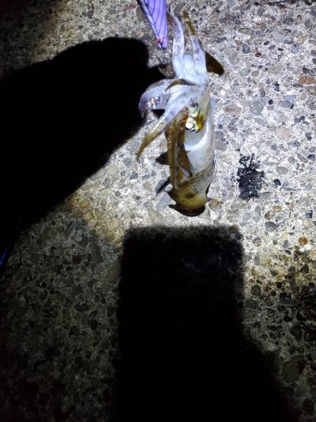 ナイトエギング