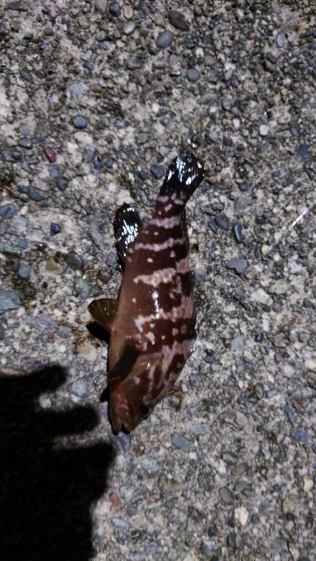 色々つれました