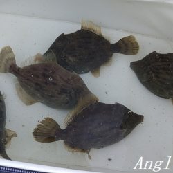 爆風で根掛かりとの闘い