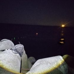 水軒　カゴ釣り