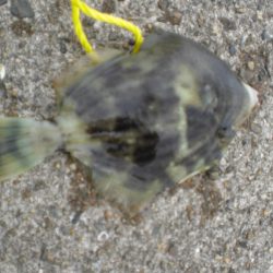 ちょいなげでハゲ