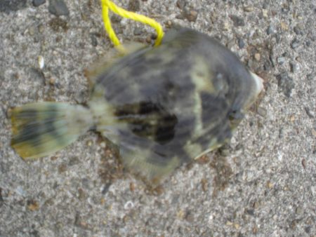 ちょいなげでハゲ