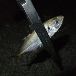 久々のアジング