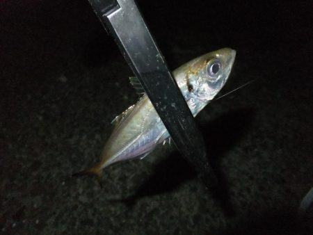 久々のアジング