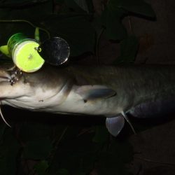 終盤戦のナマズ釣り