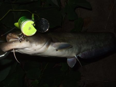 終盤戦のナマズ釣り