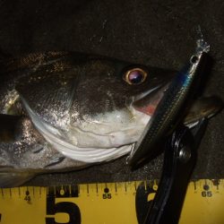 ベイトシーバス釣行