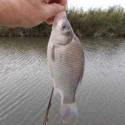 紀ノ川／田井ノ瀬　ヘラブナ釣り　マブナ６枚
