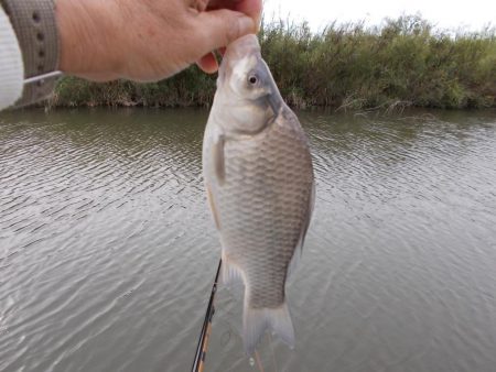 紀ノ川／田井ノ瀬　ヘラブナ釣り　マブナ６枚