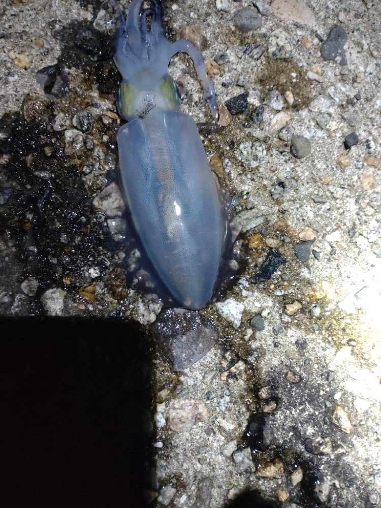 アオリイカ２杯！