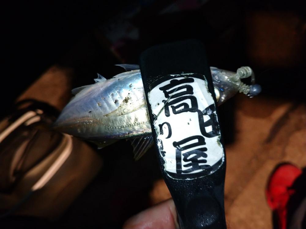 今夜のアジング