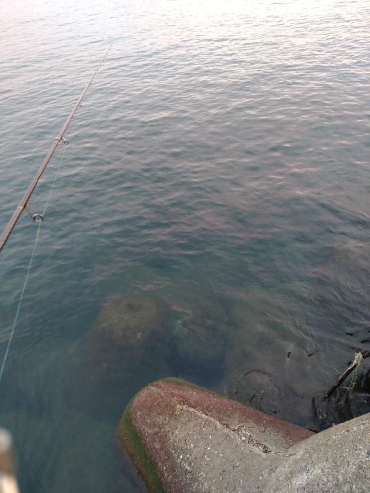 アオリイカ１杯！コウイカ１杯！（お）