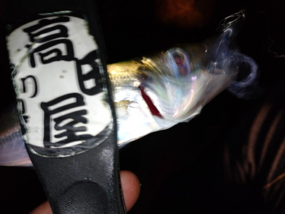 今夜もアジング