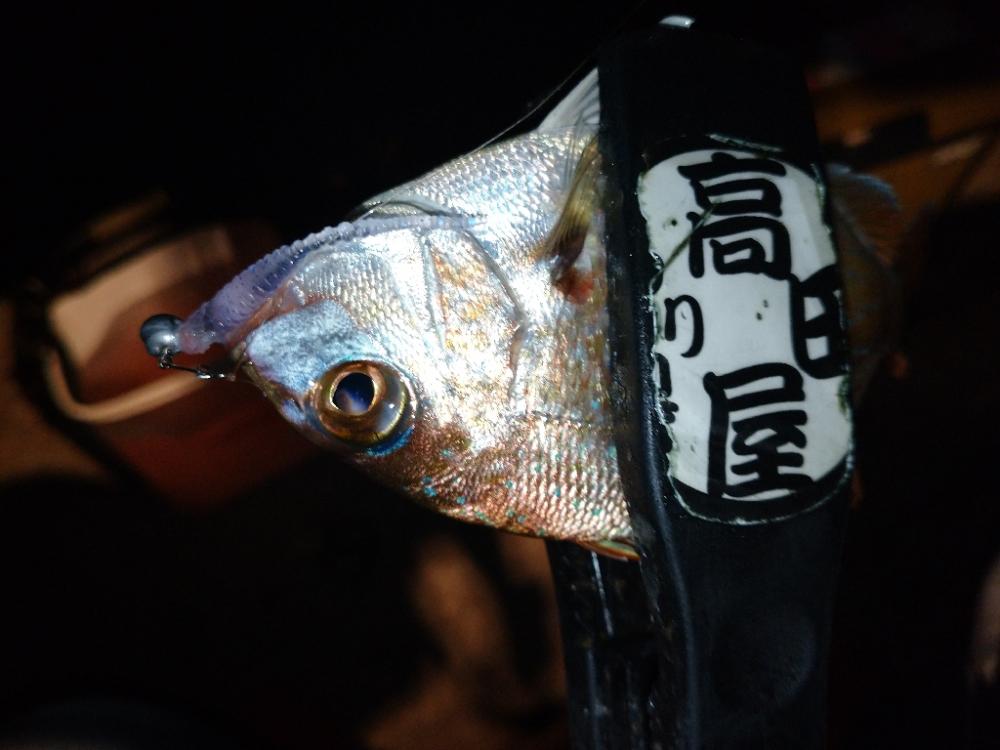 今夜のアジング