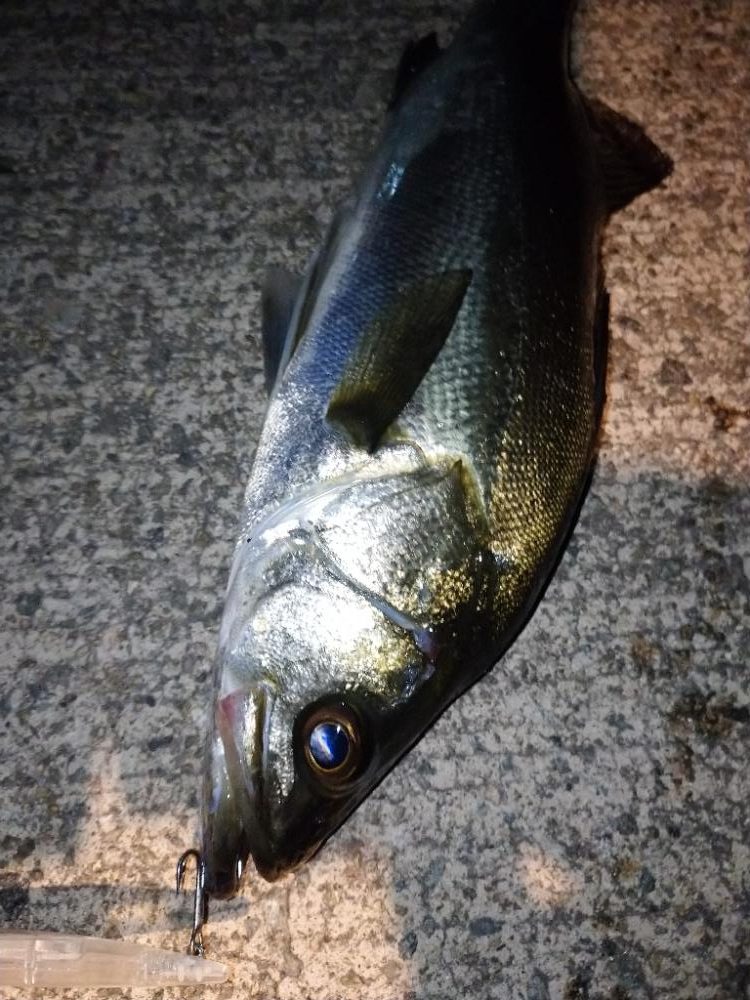 ナイトシーバス