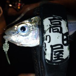 今夜のアジング