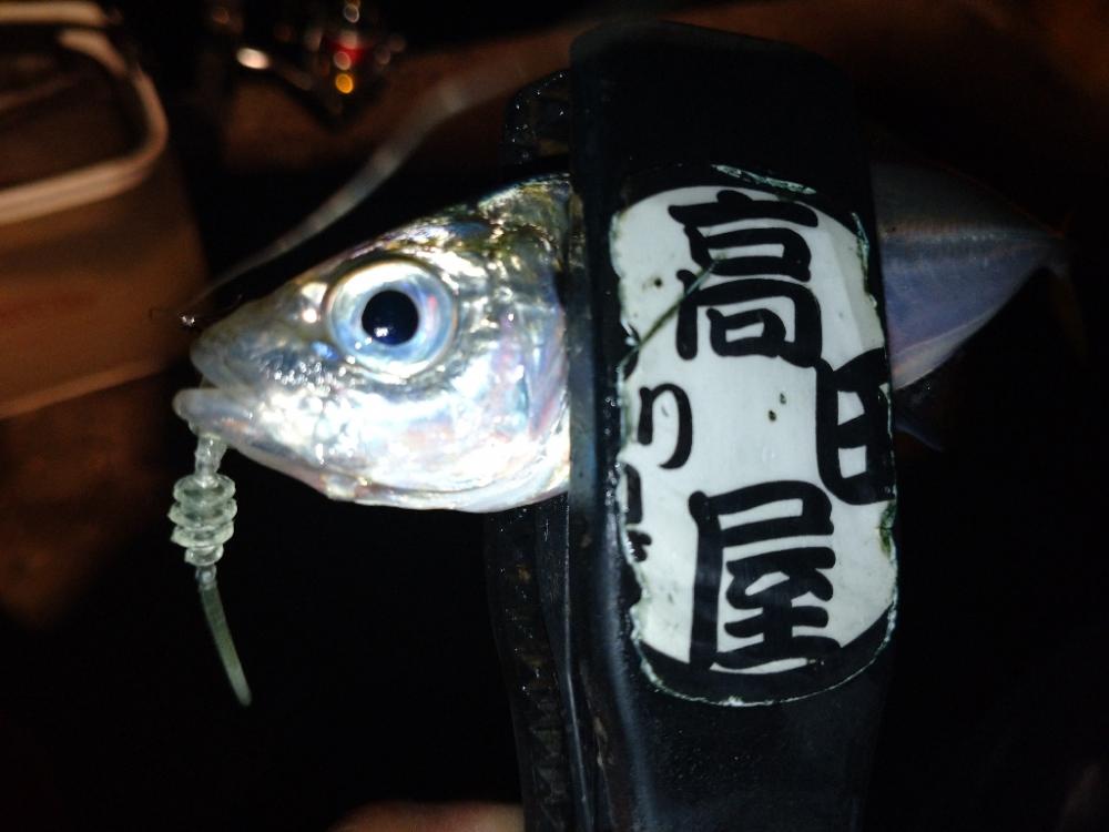 今夜のアジング