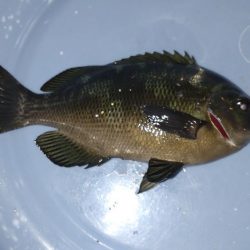 たまたま五目釣り