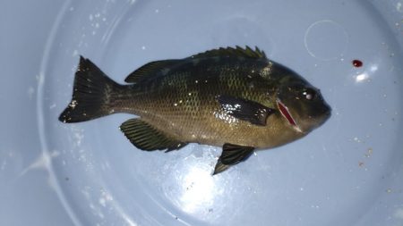 たまたま五目釣り