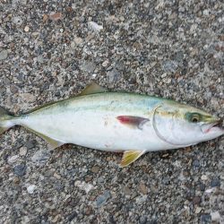 東二見ノマセ調査