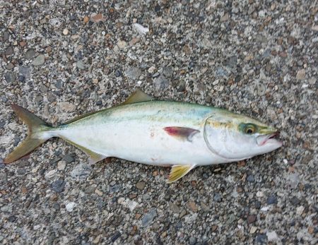 東二見ノマセ調査