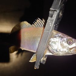 錆び落とし完了