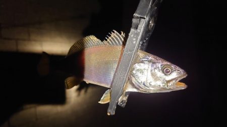 錆び落とし完了