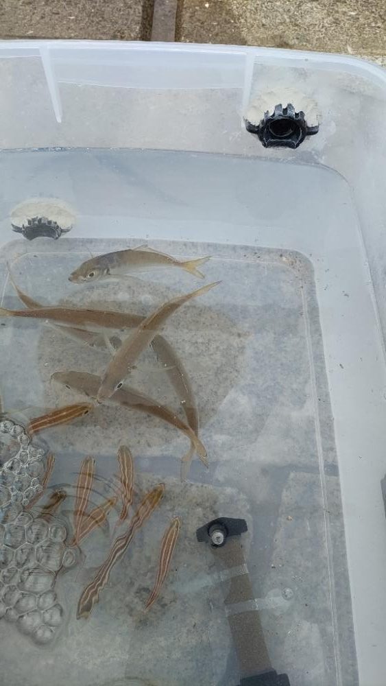 のませでハマチ