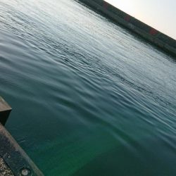 コブダイエ釣り