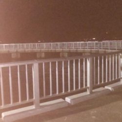 アジ大漁 珍しいゲストも