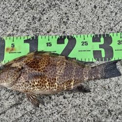 カワハギとオオモンハタ釣れました!