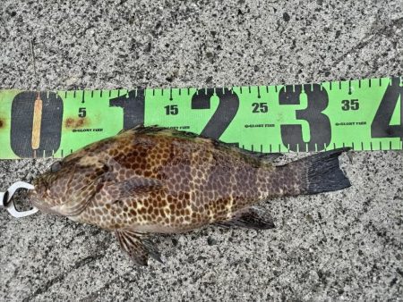 カワハギとオオモンハタ釣れました!