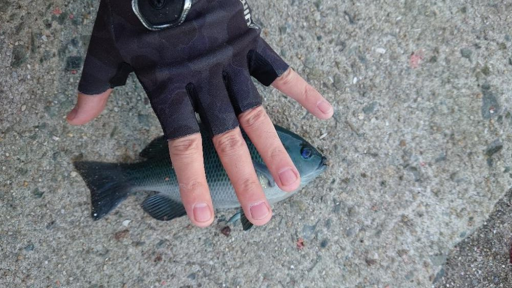 久しぶりに翼港