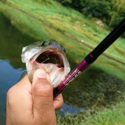 ライトリグで数釣り
