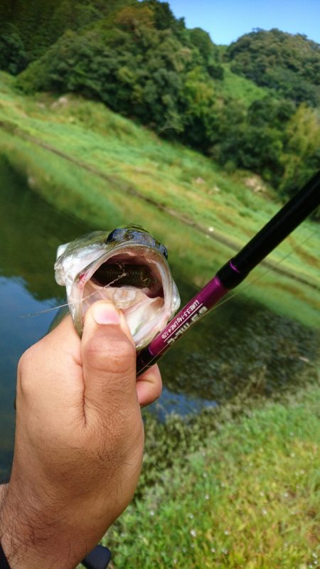 ライトリグで数釣り