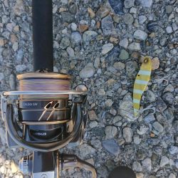 タ、ターポン！？