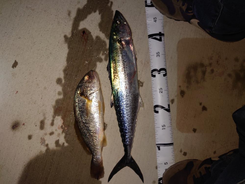 サゴシとグチ