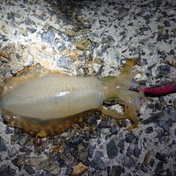 今年はまだまだアオリイカ