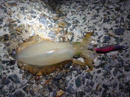 今年はまだまだアオリイカ