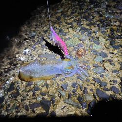 今年はエギングを長く楽しめる？