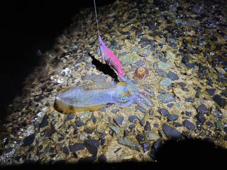 今年はエギングを長く楽しめる？