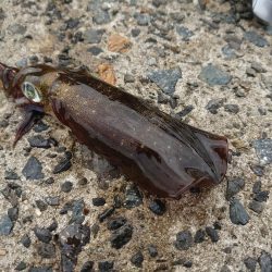 デイエギングの釣果!