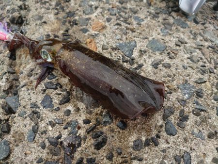 デイエギングの釣果!