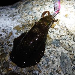 今年はどこでもエギング好調!