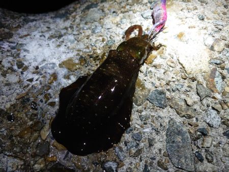 今年はどこでもエギング好調!