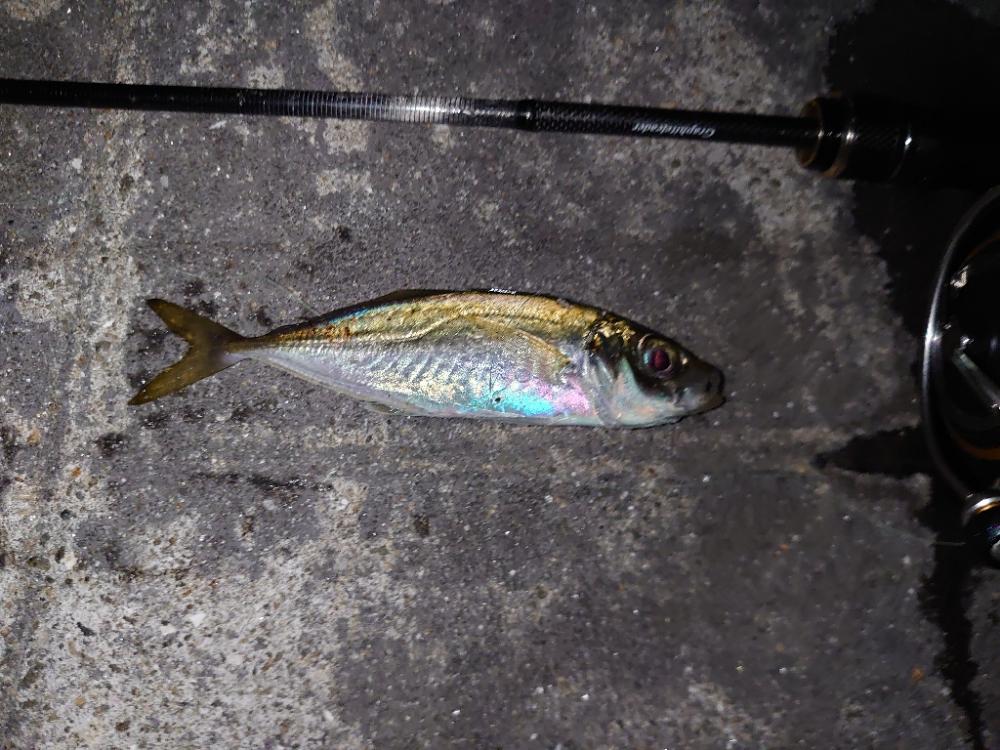 アオリイカ🦑とアジ🐟