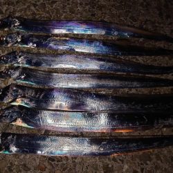 またまたタチウオテンヤ🎣