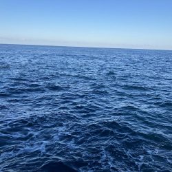 久しぶりの釣果